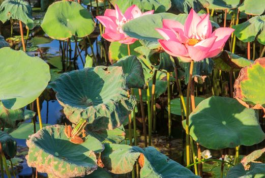 A green-yellow striped frog looking up to bees on the water lily flower in the pond.