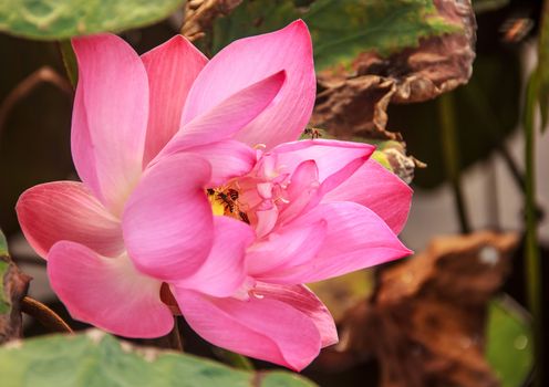 Water Lily Flower or Lotus Flower with bee inside