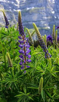 Wildflower: Lupinus, lupin, lupine field with pink purple and blue flowers with european alps as a background.