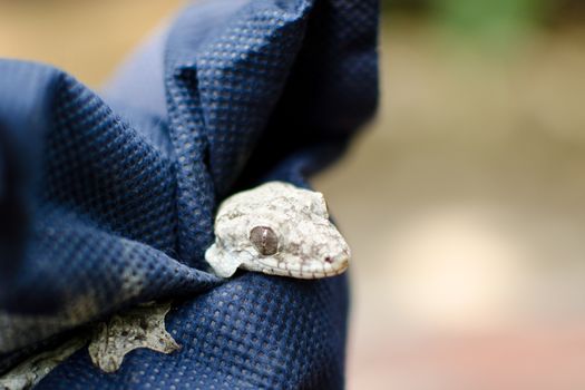 parachute gecko , gliding gecko can fly-move tree to tree and body like tree
