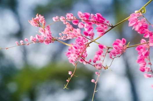 confederate vine , coral vine, mexican coral vine mexican creeper, queen;s jewels, queen's wreath is plan of polygonaceae ,is aperennial that is native to mexico ,is a vien with pink or white flower