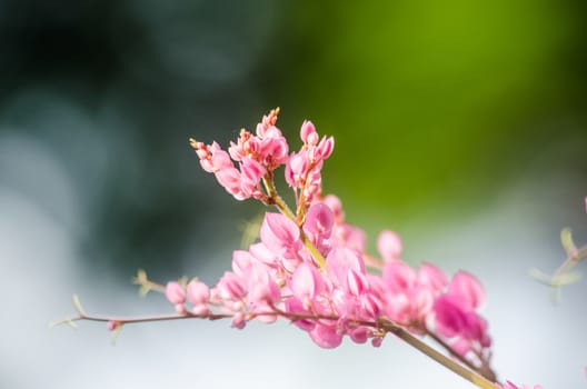 confederate vine , coral vine, mexican coral vine mexican creeper, queen;s jewels, queen's wreath is plan of polygonaceae ,is aperennial that is native to mexico ,is a vien with pink or white flower