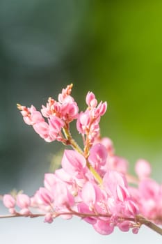 confederate vine , coral vine, mexican coral vine mexican creeper, queen;s jewels, queen's wreath is plan of polygonaceae ,is aperennial that is native to mexico ,is a vien with pink or white flower