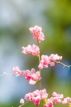 confederate vine , coral vine, mexican coral vine mexican creeper, queen;s jewels, queen's wreath is plan of polygonaceae ,is aperennial that is native to mexico ,is a vien with pink or white flower