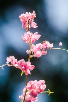 confederate vine , coral vine, mexican coral vine mexican creeper, queen;s jewels, queen's wreath is plan of polygonaceae ,is aperennial that is native to mexico ,is a vien with pink or white flower