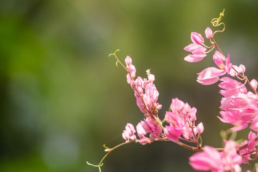 confederate vine , coral vine, mexican coral vine mexican creeper, queen;s jewels, queen's wreath is plan of polygonaceae ,is aperennial that is native to mexico ,is a vien with pink or white flower