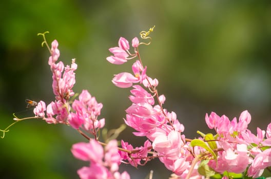 confederate vine , coral vine, mexican coral vine mexican creeper, queen;s jewels, queen's wreath is plan of polygonaceae ,is aperennial that is native to mexico ,is a vien with pink or white flower