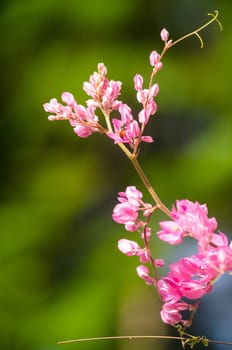 confederate vine , coral vine, mexican coral vine mexican creeper, queen;s jewels, queen's wreath is plan of polygonaceae ,is aperennial that is native to mexico ,is a vien with pink or white flower