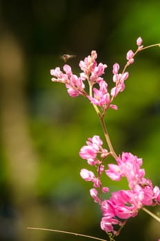 confederate vine , coral vine, mexican coral vine mexican creeper, queen;s jewels, queen's wreath is plan of polygonaceae ,is aperennial that is native to mexico ,is a vien with pink or white flower