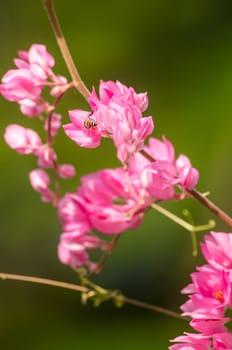 confederate vine , coral vine, mexican coral vine mexican creeper, queen;s jewels, queen's wreath is plan of polygonaceae ,is aperennial that is native to mexico ,is a vien with pink or white flower