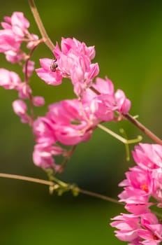 confederate vine , coral vine, mexican coral vine mexican creeper, queen;s jewels, queen's wreath is plan of polygonaceae ,is aperennial that is native to mexico ,is a vien with pink or white flower