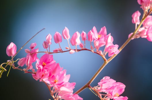 confederate vine , coral vine, mexican coral vine mexican creeper, queen;s jewels, queen's wreath is plan of polygonaceae ,is aperennial that is native to mexico ,is a vien with pink or white flower