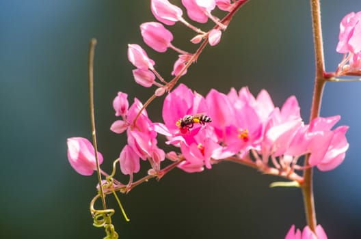 confederate vine , coral vine, mexican coral vine mexican creeper, queen;s jewels, queen's wreath is plan of polygonaceae ,is aperennial that is native to mexico ,is a vien with pink or white flower