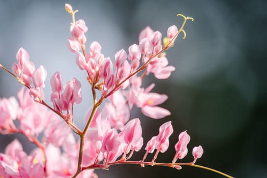 confederate vine , coral vine, mexican coral vine mexican creeper, queen;s jewels, queen's wreath is plan of polygonaceae ,is aperennial that is native to mexico ,is a vien with pink or white flower