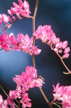 confederate vine , coral vine, mexican coral vine mexican creeper, queen;s jewels, queen's wreath is plan of polygonaceae ,is aperennial that is native to mexico ,is a vien with pink or white flower