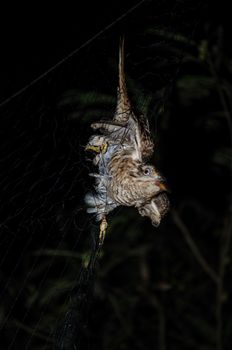 plaintive cuckoo is a species of bird in the cuckoo . it is native to asia from india and china to indonesia