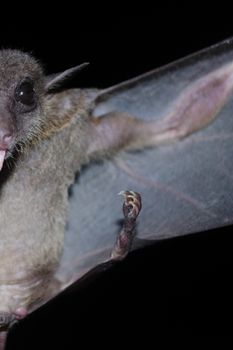 common dawn-bat  are sleeping in the cave hanging on the ceiling period midday