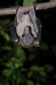 common dawn-bat  is catching on the tree hanging on the ceiling period midday