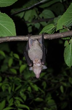 common dawn-bat  is catching on the tree hanging on the ceiling period midday