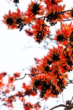 Bastard Teak is species of Butea native to tropical and sub-tropical parts of the indian subcontinent and Southeast Asia . it is a medium sized dry season-deciduous tree,growing to 15 m tall