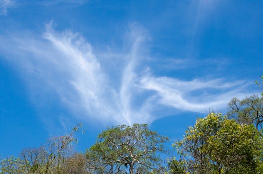 blue sky have cloud in winter season ,thai land ,have feeling happy , and sihouette style