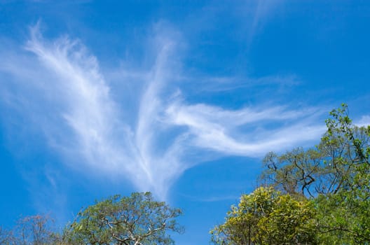 blue sky have cloud in winter season ,thai land ,have feeling happy , and sihouette style