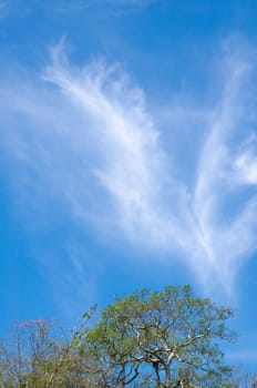 blue sky have cloud in winter season ,thai land ,have feeling happy , and sihouette style