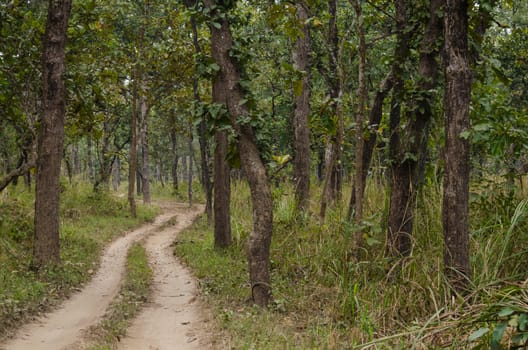 perfect forest in chit wan nationpark , is have tree , animal , stream , fresh air for people ,beautiful forest and blue sky