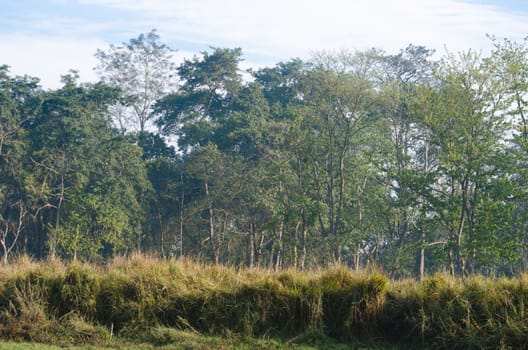 perfect forest in chit wan nationpark , is have tree , animal , stream , fresh air for people ,beautiful forest and blue sky