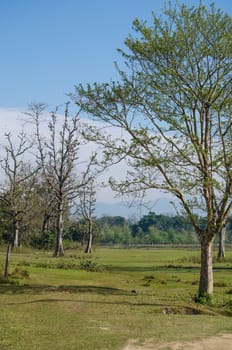 perfect forest in chit wan nationpark , is have tree , animal , stream , fresh air for people ,beautiful forest and blue sky