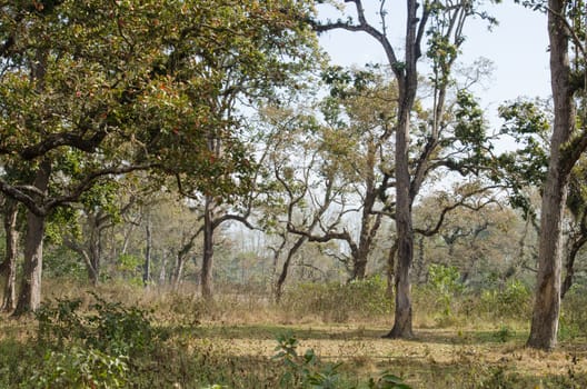 perfect forest in chit wan nationpark , is have tree , animal , stream , fresh air for people ,beautiful forest and blue sky