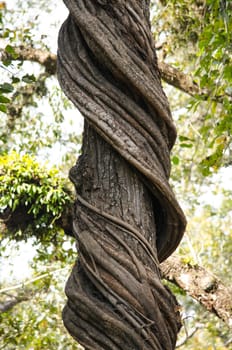 perfect forest in chit wan nationpark , is have tree , animal , stream , fresh air for people ,beautiful forest and blue sky