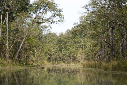 perfect forest in chit wan nationpark , is have tree , animal , stream , fresh air for people ,beautiful forest and blue sky