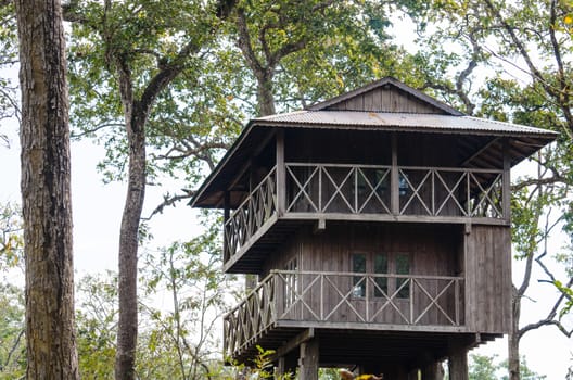 perfect forest in chit wan nationpark , is have tree , animal , stream , fresh air for people ,beautiful forest and blue sky