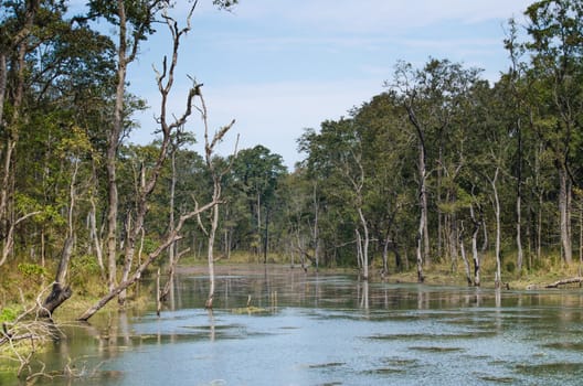 perfect forest in chit wan nationpark , is have tree , animal , stream , fresh air for people ,beautiful forest and blue sky