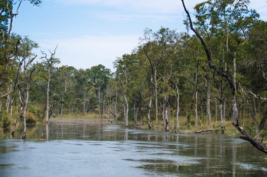 perfect forest in chit wan nationpark , is have tree , animal , stream , fresh air for people ,beautiful forest and blue sky
