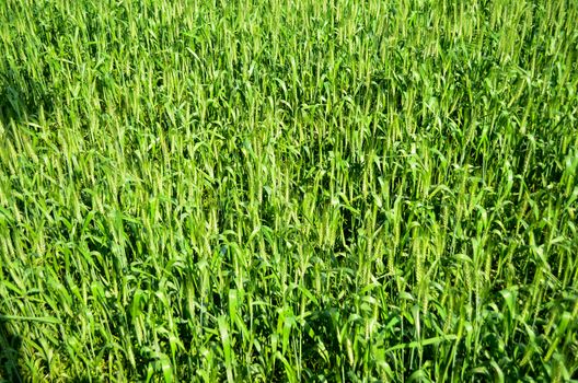 Oryza sativa is the plant species most commonly referred to in English as rice. Rice is known to come in a variety of colors, including: white rice, brown rice, black rice, 
purple rice, and red rice.