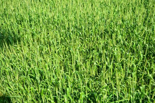 Oryza sativa is the plant species most commonly referred to in English as rice. Rice is known to come in a variety of colors, including: white rice, brown rice, black rice, 
purple rice, and red rice.