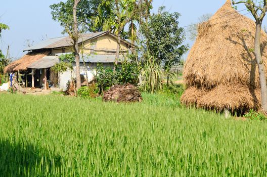 Oryza sativa is the plant species most commonly referred to in English as rice. Rice is known to come in a variety of colors, including: white rice, brown rice, black rice, 
purple rice, and red rice.