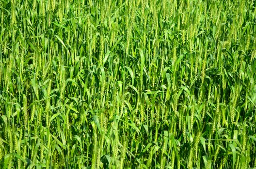 Oryza sativa is the plant species most commonly referred to in English as rice. Rice is known to come in a variety of colors, including: white rice, brown rice, black rice, 
purple rice, and red rice.