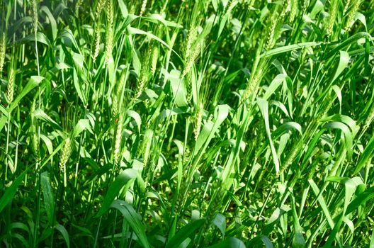 Oryza sativa is the plant species most commonly referred to in English as rice. Rice is known to come in a variety of colors, including: white rice, brown rice, black rice, 
purple rice, and red rice.
