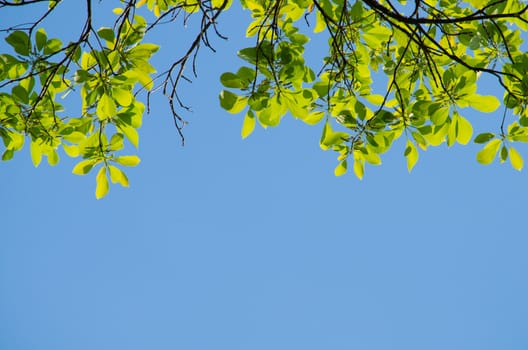green leaf background in forest , have many species flora . background have many  colour in frame