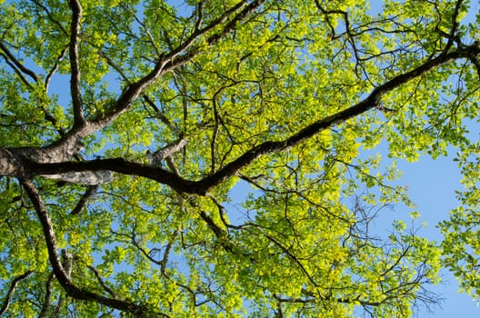 green leaf background in forest , have many species flora . background have many  colour in frame