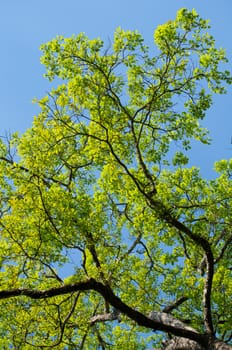 green leaf background in forest , have many species flora . background have many  colour in frame