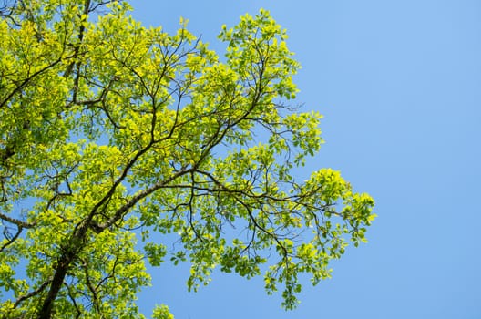 green leaf background in forest , have many species flora . background have many  colour in frame