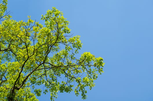 green leaf background in forest , have many species flora . background have many  colour in frame