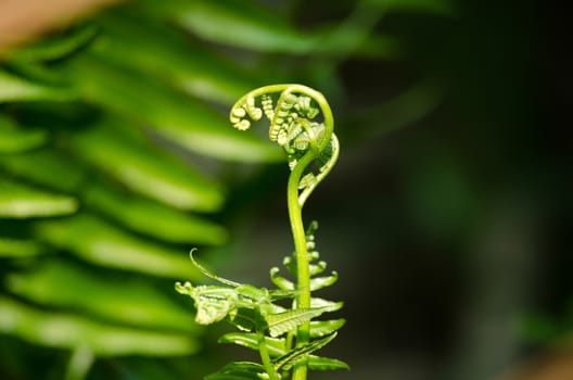 green leaf background in forest , have many species flora . background have many  colour in frame