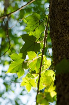 green leaf background in forest , have many species flora . background have many  colour in frame