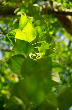 green leaf background in forest , have many species flora . background have many  colour in frame