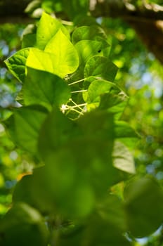 green leaf background in forest , have many species flora . background have many  colour in frame